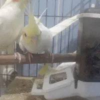 عروس هلندی نر و ماده ۴ماهه