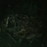 خرید انواع هیزم باغی