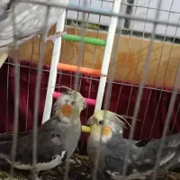 عروس لوتینیو گل باغالی سینامون نروماده|پرنده|اهواز, فتح|دیوار