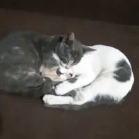 واگزاری رایگان|گربه|لاهیجان, گلستان|دیوار