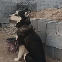 هاسکی|سگ|شیراز, داریون|دیوار