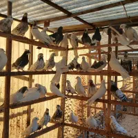 فروش 180 عدد کبوتر به صورت یکجا