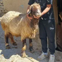 قوچ بختیاری