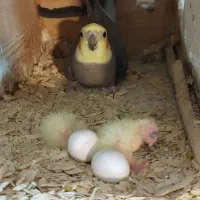 طوطی عروس بهمراه ۴جوجه نرسخنگو