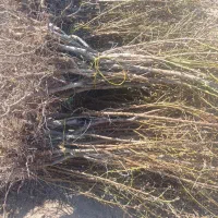 فروش ویژه نهال بادام پیوندی وسنگی درینگی کند