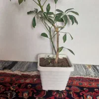 گل طبیعی|گل و گیاه طبیعی|بناب, |دیوار