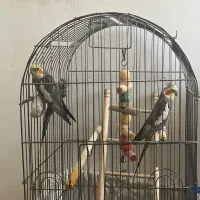 عروس هلندی دستی سخنگو