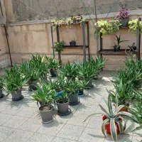 فروش گل، کاج، یوکا، آلوورا، کاکتوس|گل و گیاه طبیعی|تهران, شهرک فردوس (حسینی)|دیوار
