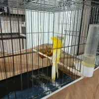 قناری نر مست|پرنده|هشتگرد, تهران دشت|دیوار