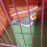 عروس هلندی و مرغ عشق