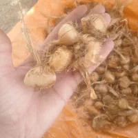 پیاز زعفران
