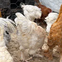 مرغ برهما بالغ آماده تخم گذاری|حیوانات مزرعه|آمل, |دیوار