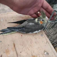 جوجه طوطی عروس