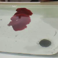 فایتر هامون رد