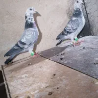 کفتر|پرنده|تهران, طیب|دیوار