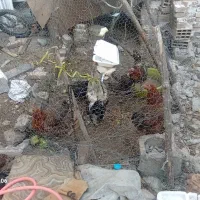 مرغ و خروس