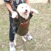 سگ پاکوتاه|سگ|قوچان, |دیوار