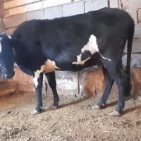 یک عدد گاو شیری با گوساله نر|حیوانات مزرعه|خواجه, |دیوار