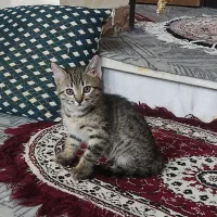 واگذاری بچه گربه همراه مادر