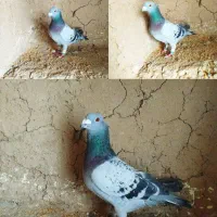 کفتر رنگی|پرنده|یزد, |دیوار