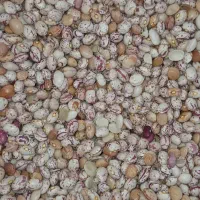 فروش لوبیا چیتی 2تن بوجاری شده کیسه 30کیلویی|خوردنی و آشامیدنی|مرودشت, استادیوم‎|دیوار