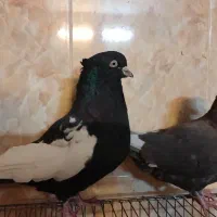 ی جفت سینه سیاه و قهوه ای