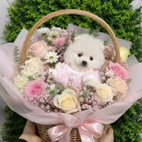 تولهه سگیهای نیم وجب