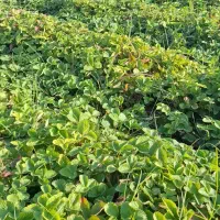 نهال دانه ای توت فرنگی