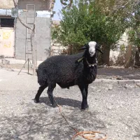 بره ماده شال قوچ همو میش ژن دار