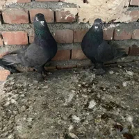 تعدادی ترکیه|پرنده|میاندوآب, |دیوار