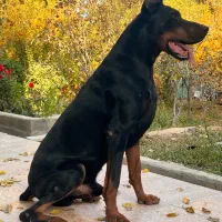 دوبرمن اروپایی