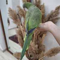 طوطی راهب|پرنده|اردبیل, |دیوار