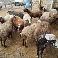 میش و بره|حیوانات مزرعه|فیروزآباد (لرستان), |دیوار