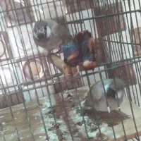 قناری باقفس