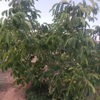 فروش-باغ-3000متری