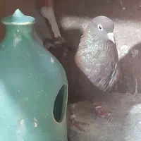 کفتر های پرواز سنگین|پرنده|رشت, آتشگاه|دیوار