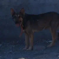 سگ گرگی نژاددار باشناسنامعه 1ساله