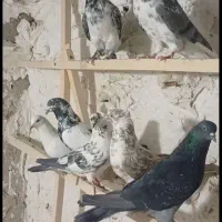 کبوترپرشی|پرنده|هشتگرد, شهرک وحدت|دیوار