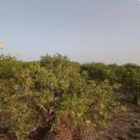 فروش فوری۳۳هزار مترزمین پسته منطقه چاه افضل اردکان|فروش دفتر صنعتی، کشاورزی، تجاری|اردکان, |دیوار