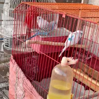 مرغ عشق|پرنده|تهران, جنت‌آباد جنوبی|دیوار