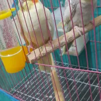 عروس هلندی مولد