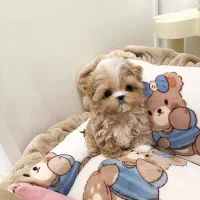 توله سگ پودل مالتیز|سگ|تهران, جنتآباد مرکزی|دیوار