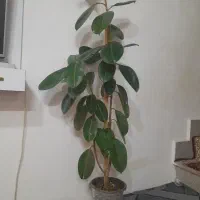 یک شاخه ۱۶۰ سانت وشاخه دیگه ۹۰ سانت