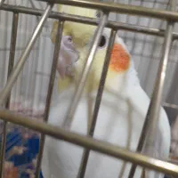 عروس هلندی نر آماده جفت انداختن|پرنده|تربت جام, یحیی آباد|دیوار