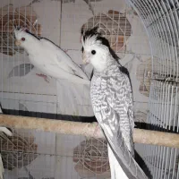 عروس آلبینو و سینامون سرلاکی تا بالغ و گرینچیک