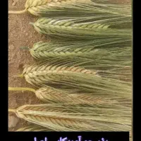 جو آمریکایی ده پر