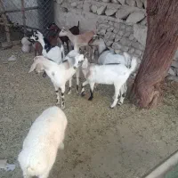 ۳عددکهرنر۴تاماده فروشی