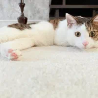 واگذاری گربه DSH|گربه|همدان, |دیوار