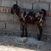 بز‌پلنگی