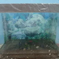 توافقی|ماهی|بندرعباس, |دیوار